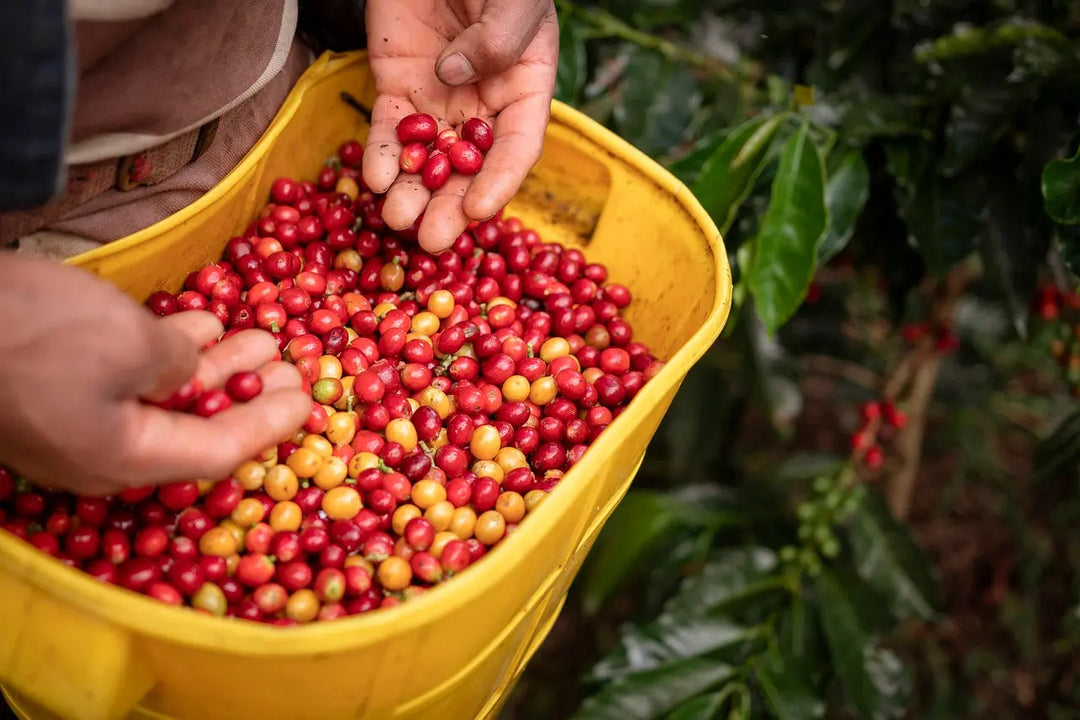 Single Origin Coffee: What Makes It Special?