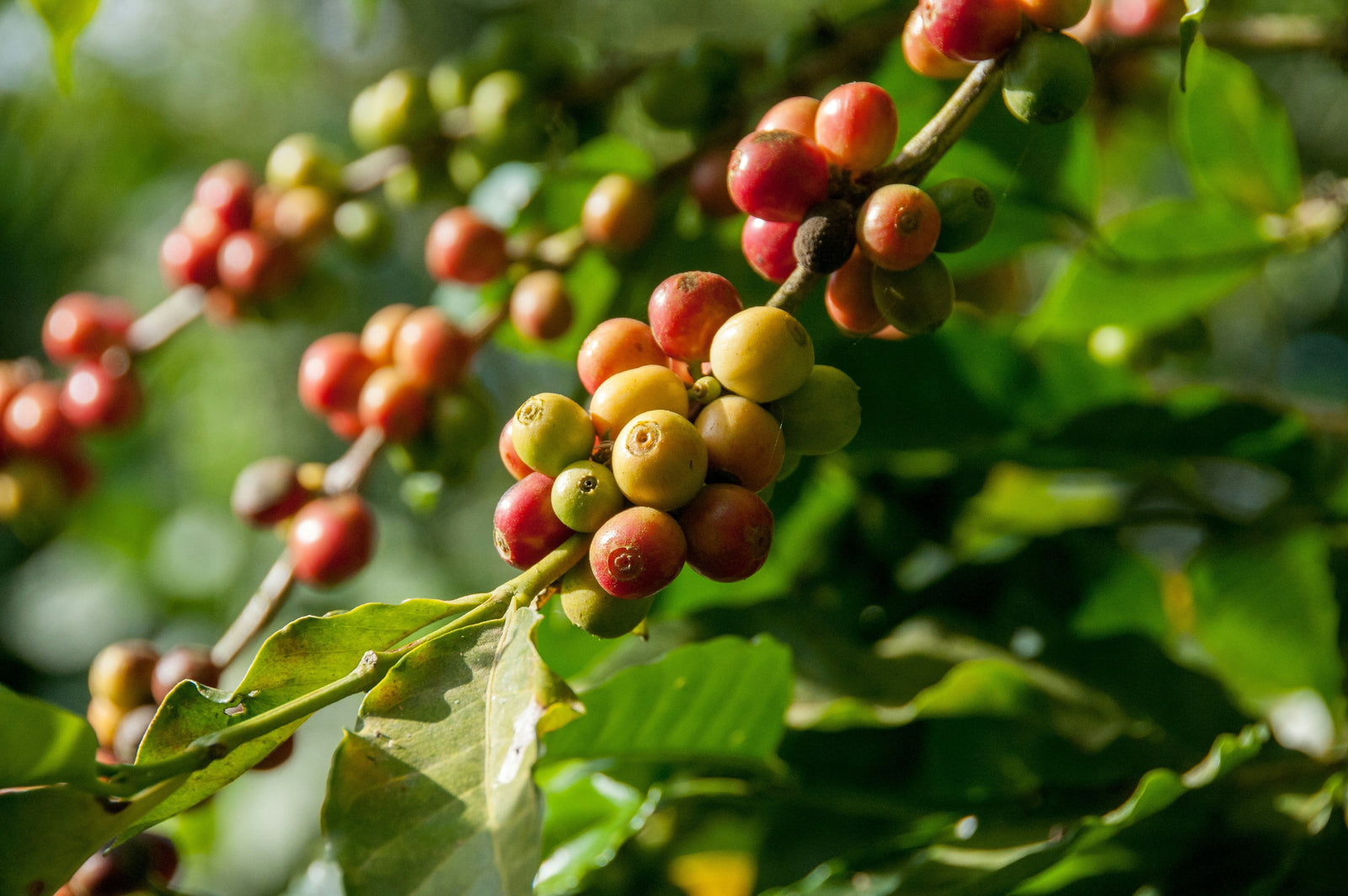 Why Your Coffee Tastes Sour photo